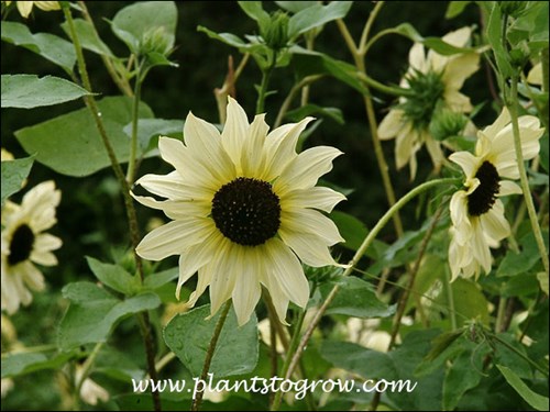 italian White Sunflower (Helianthus annuus)
The pale yellow petals have a darker yellow ring towards the center